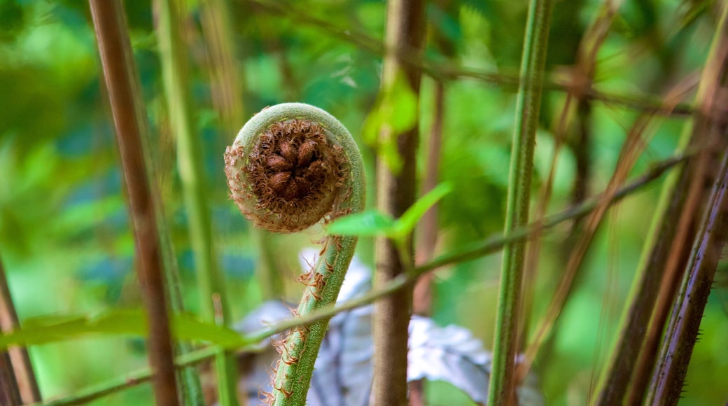 Las Victorias nasjonalpark