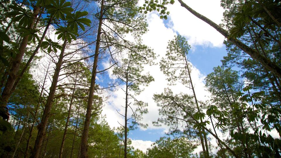 A dense forest with tall trees and a clear sky.