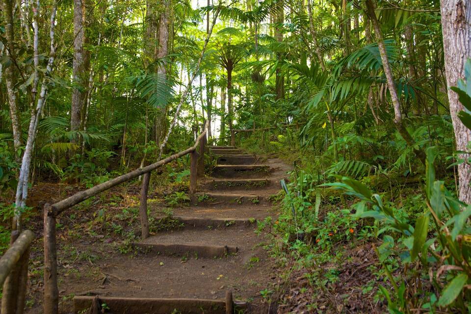 Un sendero arbolado con escalones y barandillas de madera.