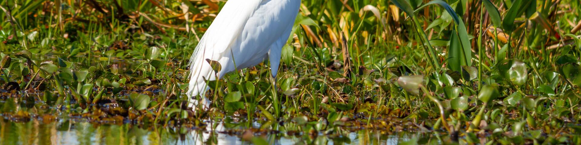 Hike through the reeds and pastures of a large white heron