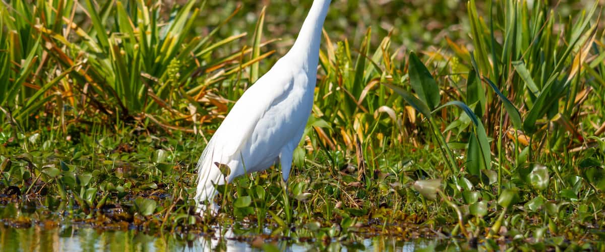 A white heron standing in shallow water surrounded by green vegetation.