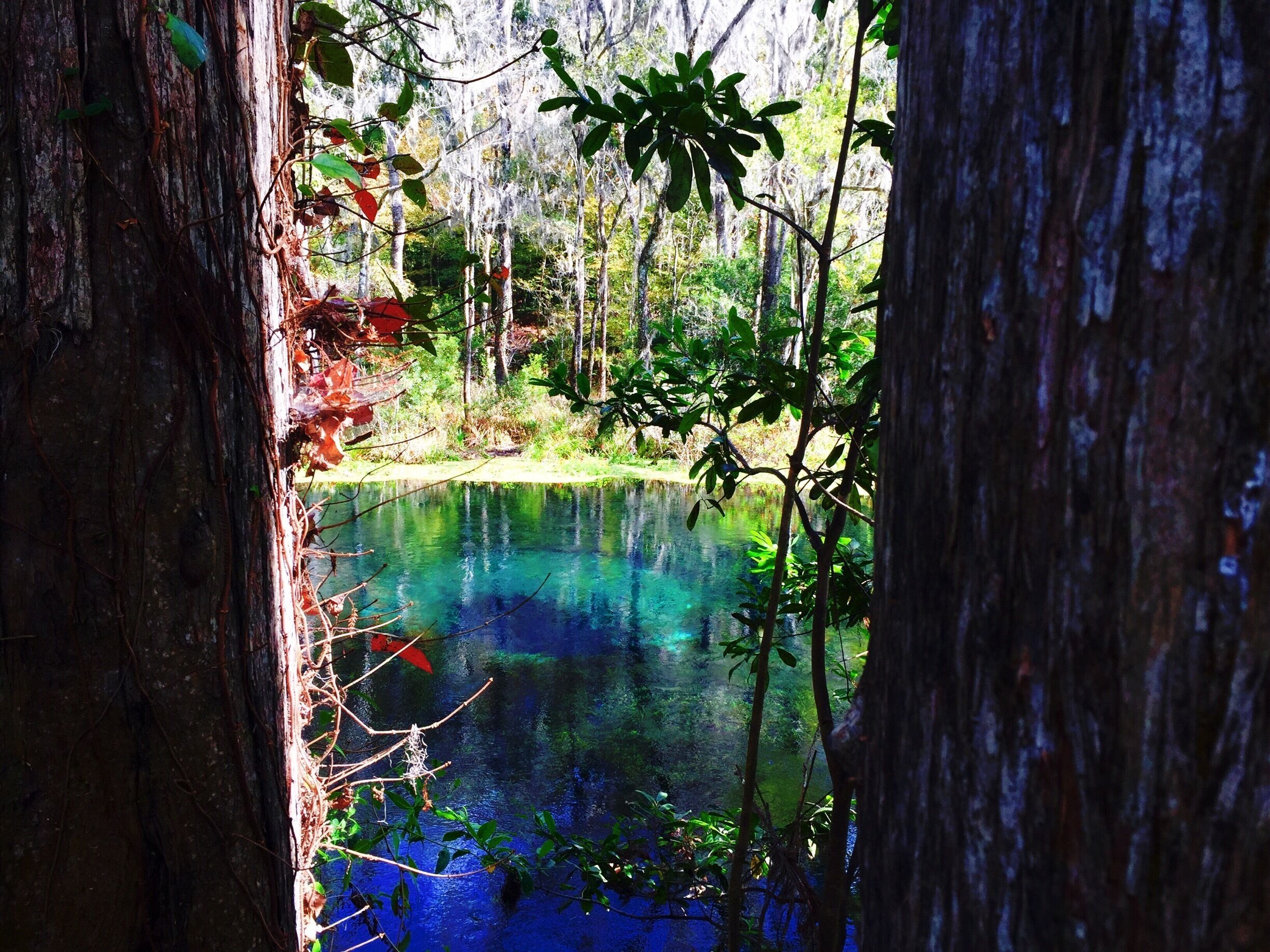 The Blue Hole at Ichetucknee Springs State Park. It's an opening to a 40 foot deep cave below. Scuba divers can dive in the cave from October to March. The Blue Hole is also called the Jug because of its shape.