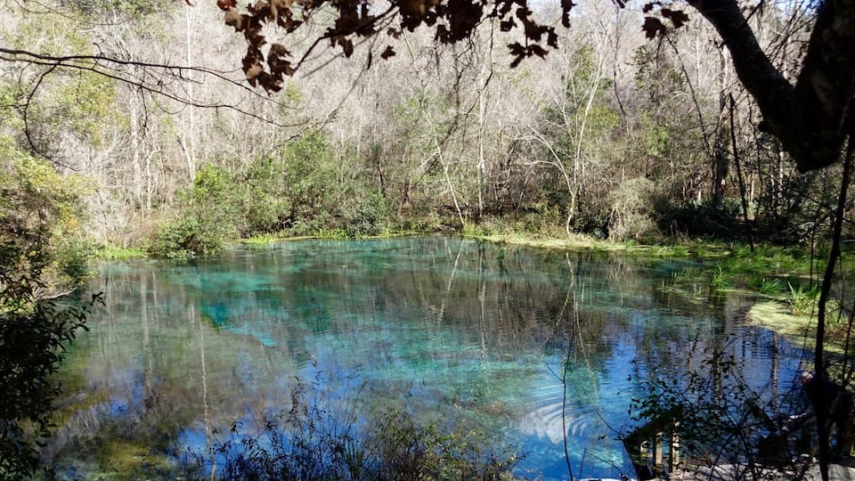 A clear blue pond surrounded by dense forest.