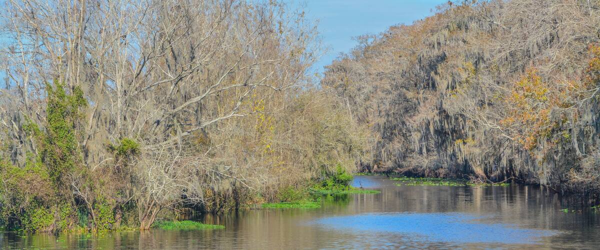 A calm river surrounded by trees with Spanish moss, reflecting the clear blue sky.