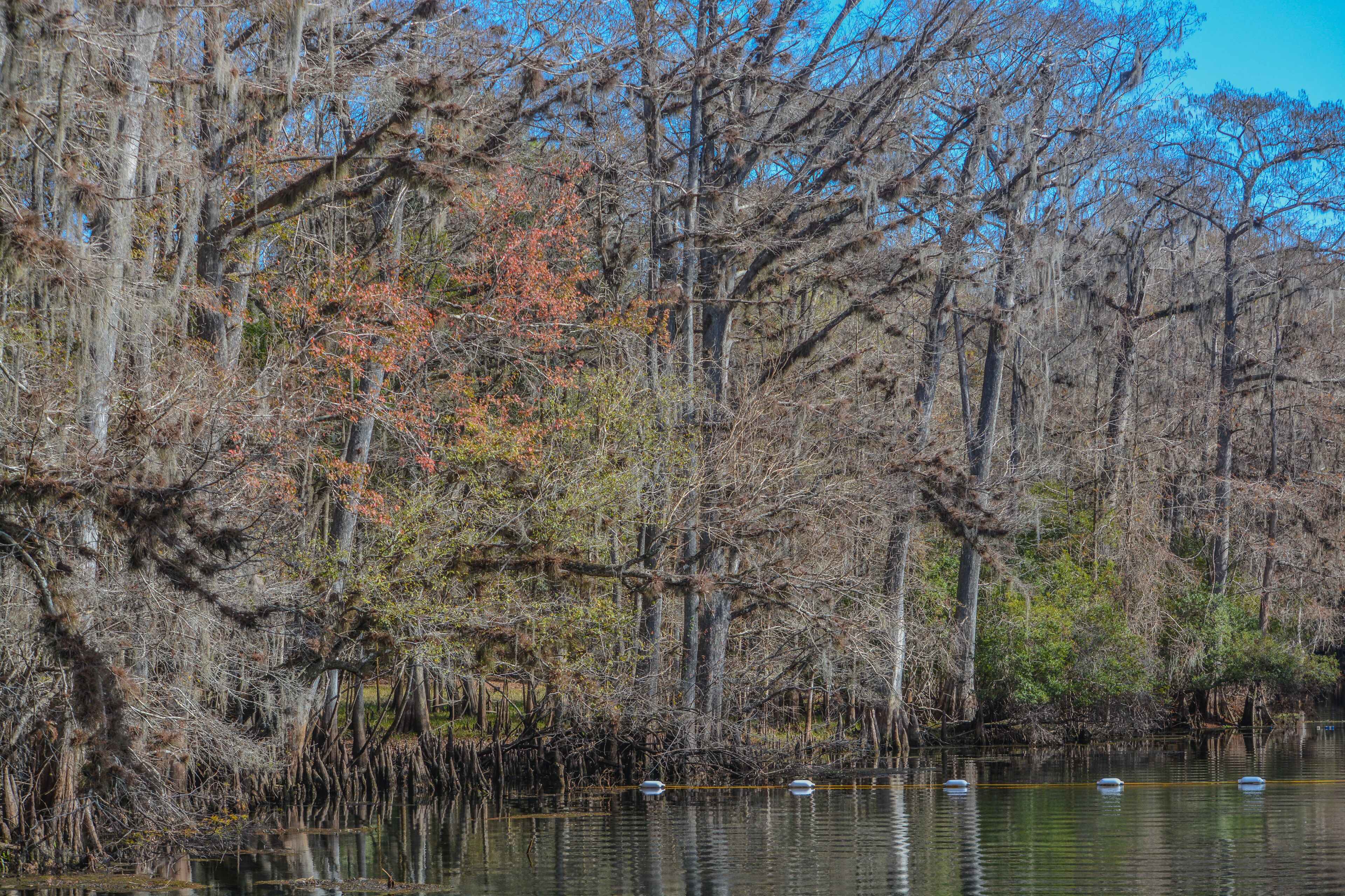 The view of Manatee Springs and Suwannee River. Manatee Springs State Park is in Chiefland, Florida