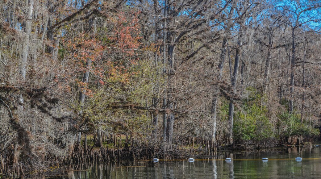 The view of Manatee Springs and Suwannee River. Manatee Springs State Park is in Chiefland, Florida