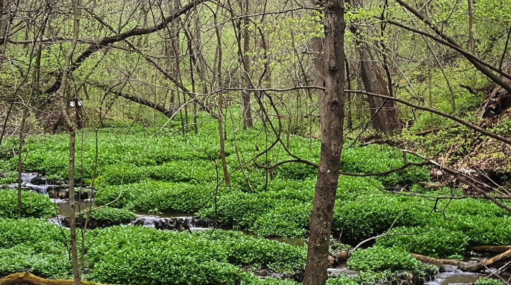 The fresh smell of earth and rain envelop all who explore these trails just minutes from the US's largest mall.
#aquatrove
