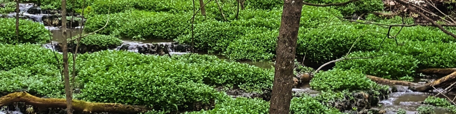 The fresh smell of earth and rain envelop all who explore these trails just minutes from the US's largest mall.
#aquatrove