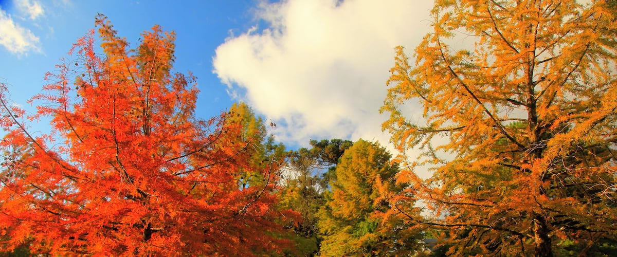 Autumn landscape in Gramado, Southern Brazil, at sunset.