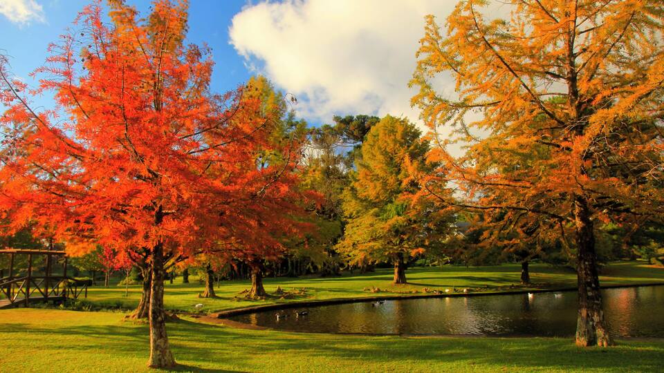 A park with autumn trees, a pond, and a wooden bridge.