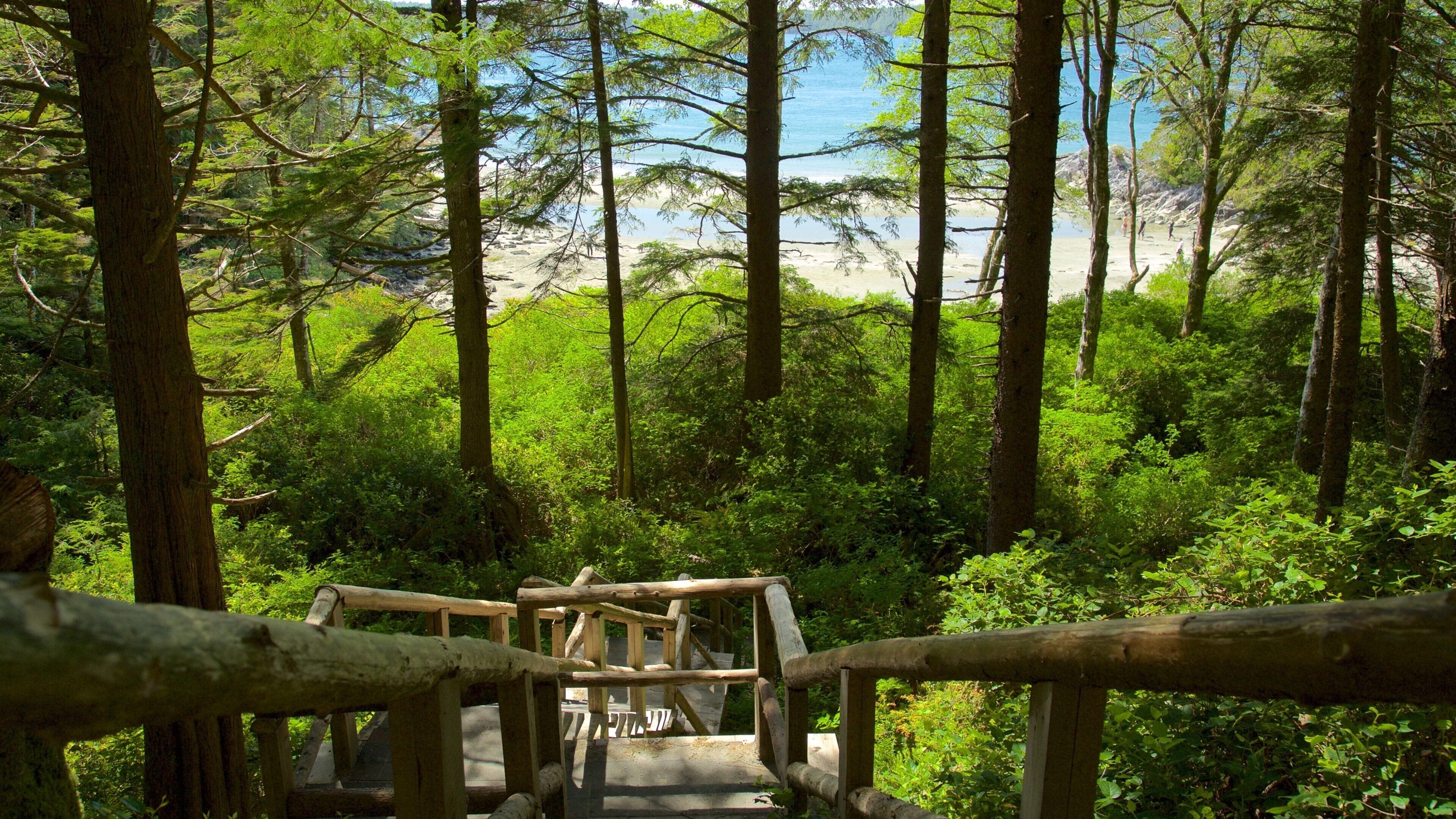 Un pont en bois, situé dans une forêt, mène à une plage.
