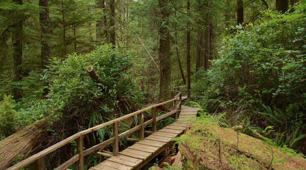 Rainforest Trail featuring a bridge and forest scenes