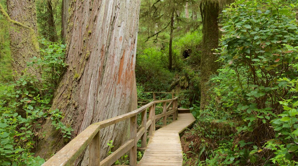 Rainforest Trail which includes forests and a bridge