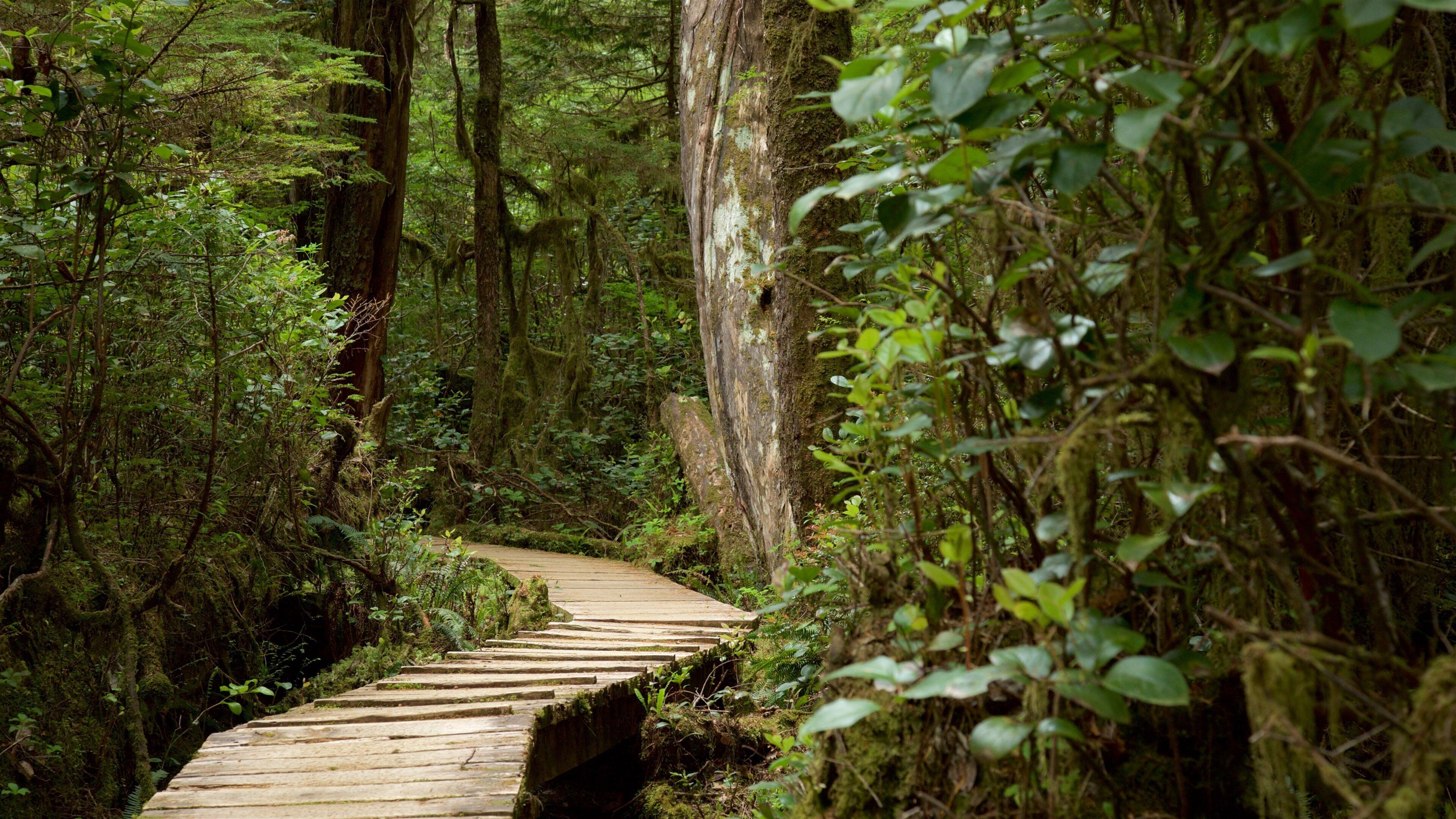 Rainforest Trail featuring forests and a bridge
