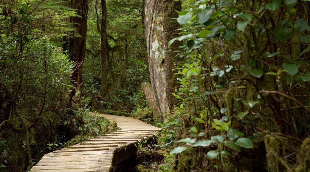 Rainforest Trail featuring forests and a bridge