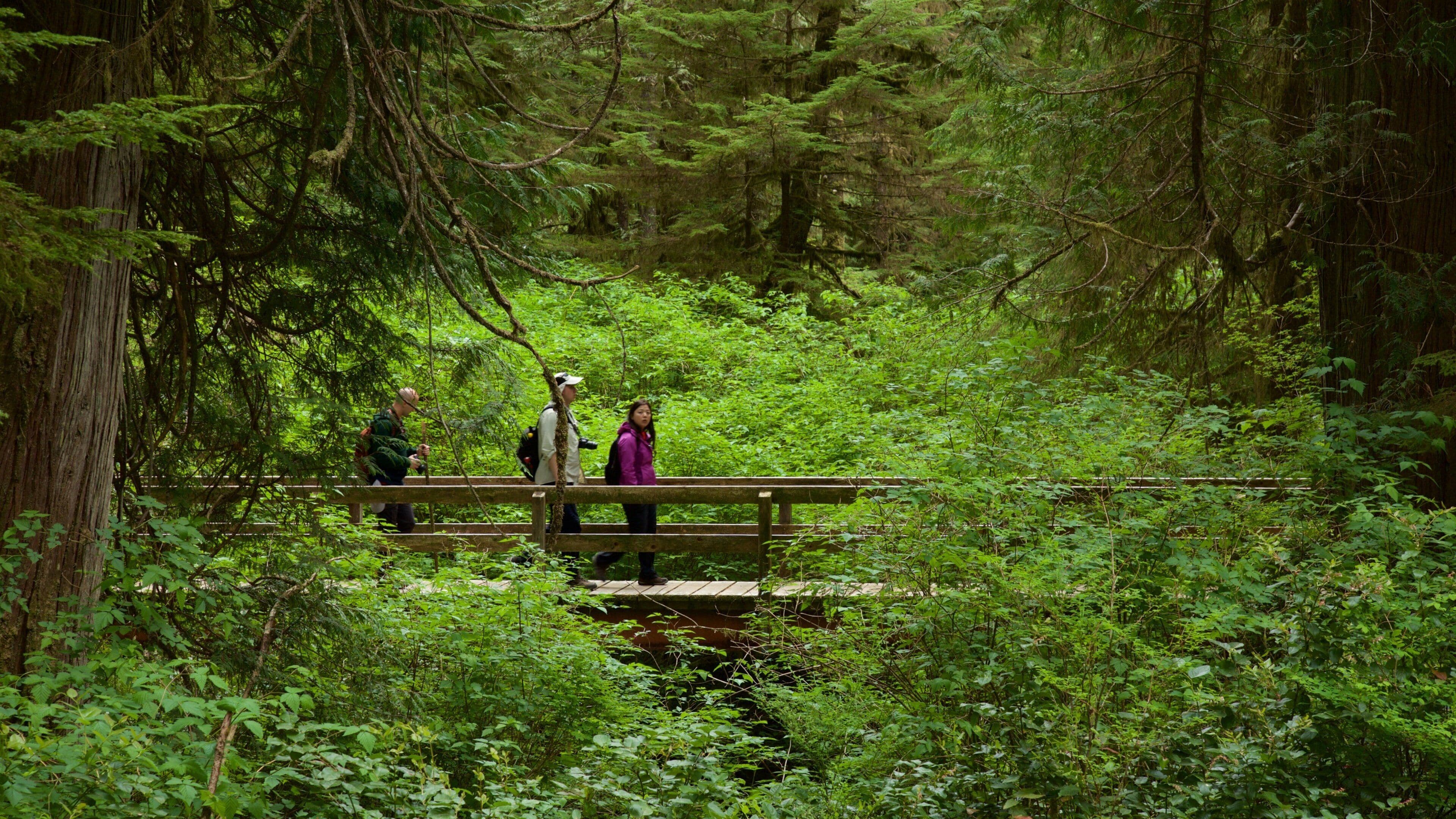 Rainforest Trail which includes a bridge and forests as well as a small group of people