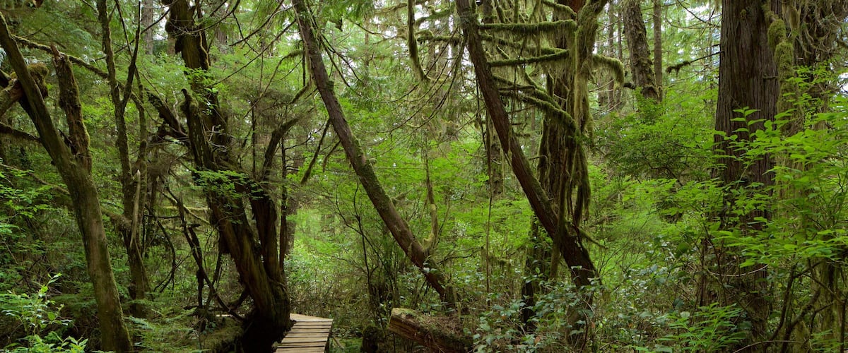 Rainforest Trail og byder på en bro og skove