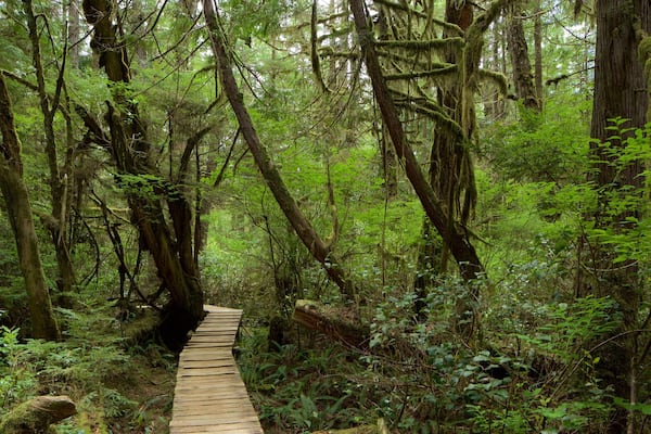 Rainforest Trail mit einem BrĂŒcke und WĂ€lder