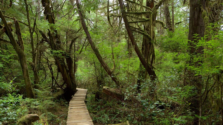 Rainforest Trail showing a bridge and forest scenes