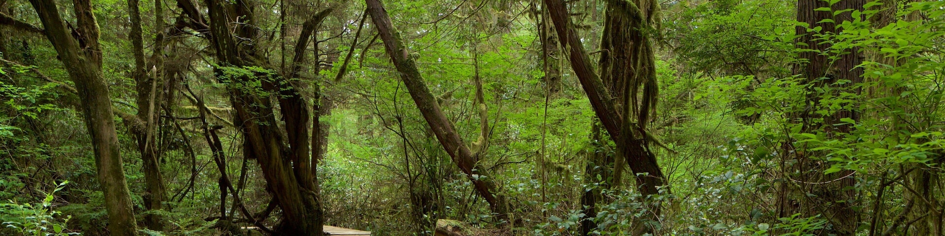 Rainforest Trail mit einem BrĂŒcke und WĂ€lder