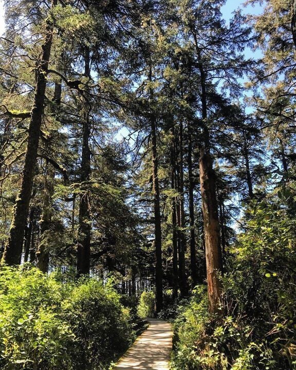🌲🌳🌿🍃🌱 #green #hikes #boardwalks #travel