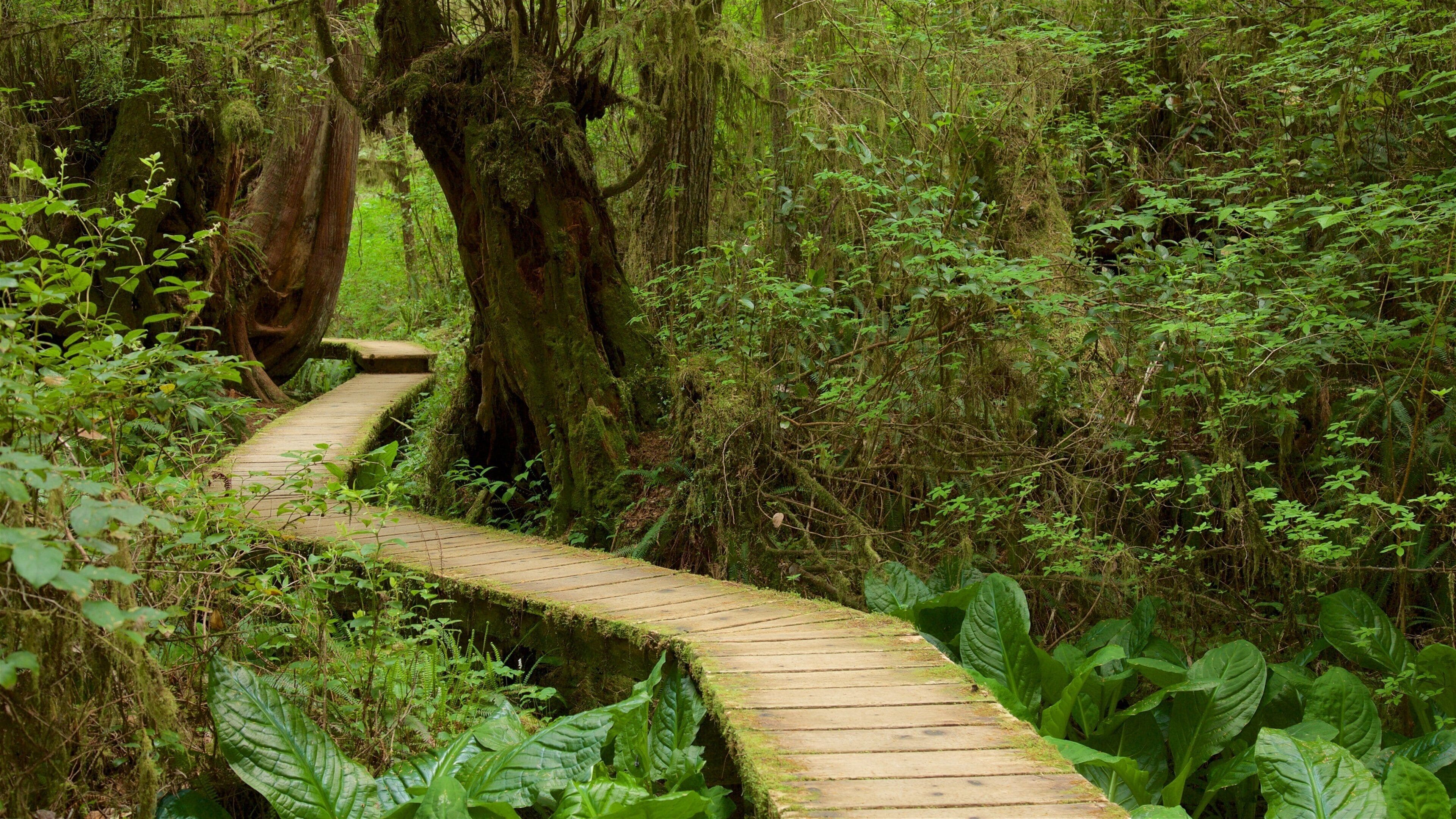 Rainforest Trail showing a bridge and forests
