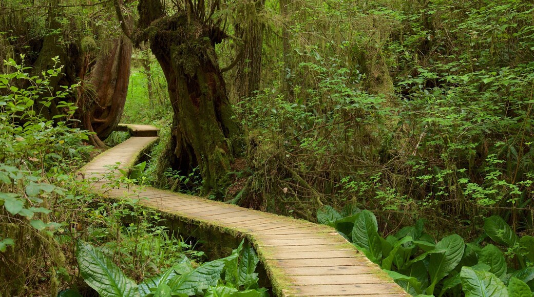 Rainforest Trail showing a bridge and forests