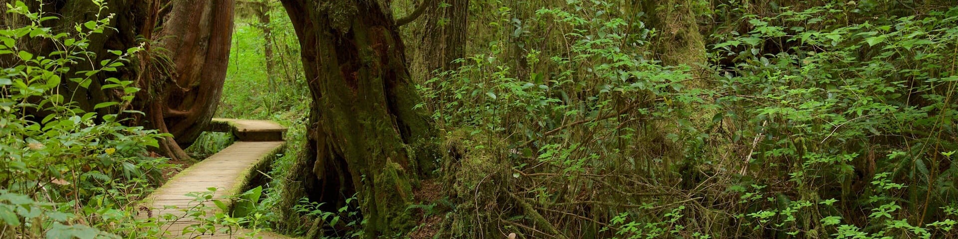 Rainforest Trail which includes a bridge and forests