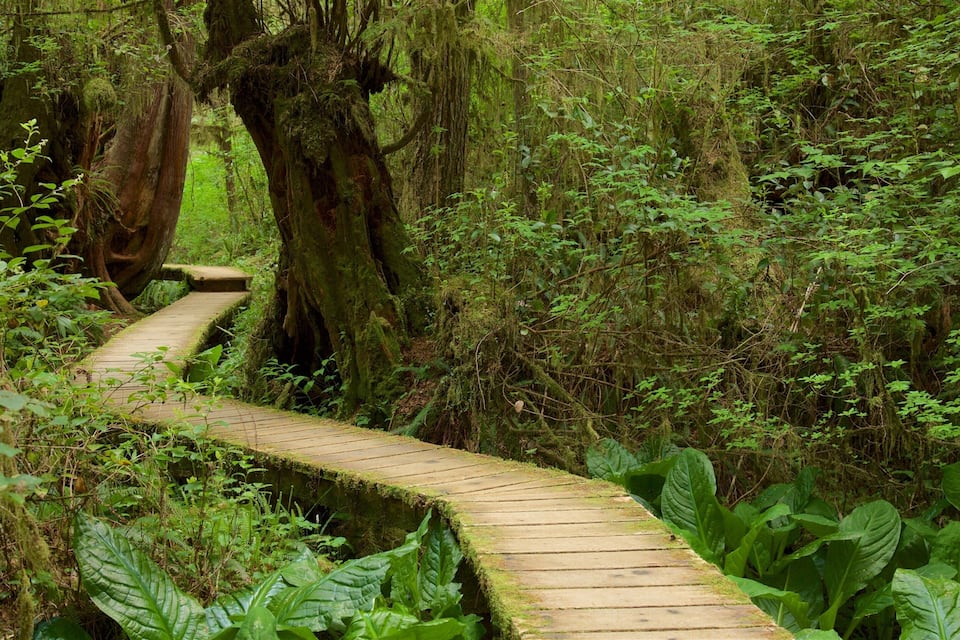 A wooden boardwalk winding through a lush forest with large trees and dense undergrowth.