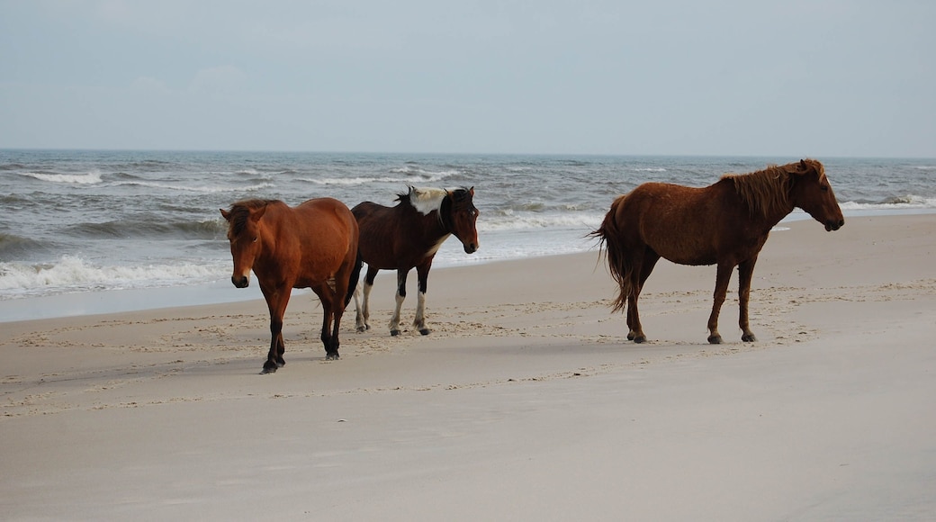 Wild horses hanging out on the beach, Assateague Island, Worcester County, Maryland.