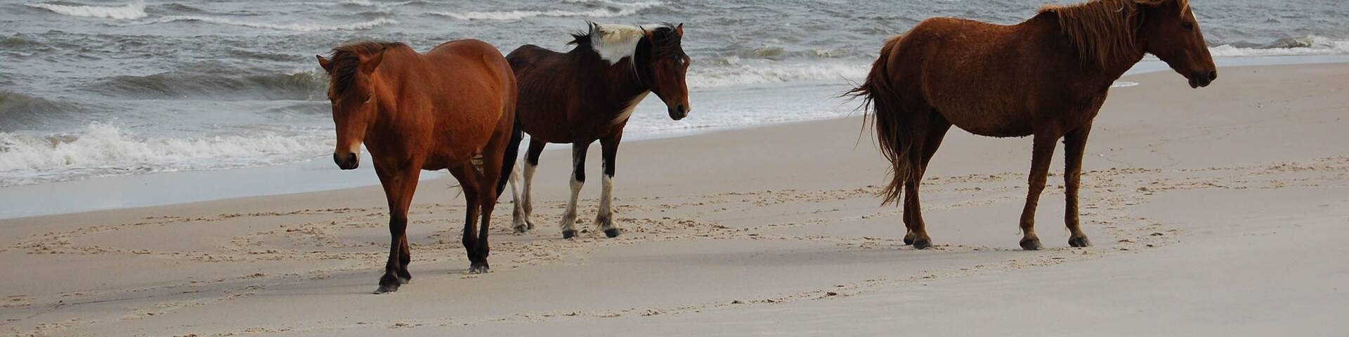 Wild horses hanging out on the beach, Assateague Island, Worcester County, Maryland.