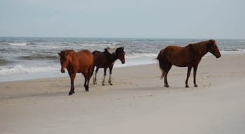 Wild horses hanging out on the beach, Assateague Island, Worcester County, Maryland.