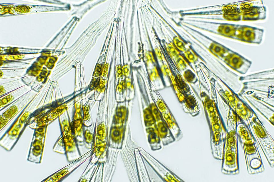 Vista microscòpica de cèl·lules allargades i transparents amb inclusions groenyes.