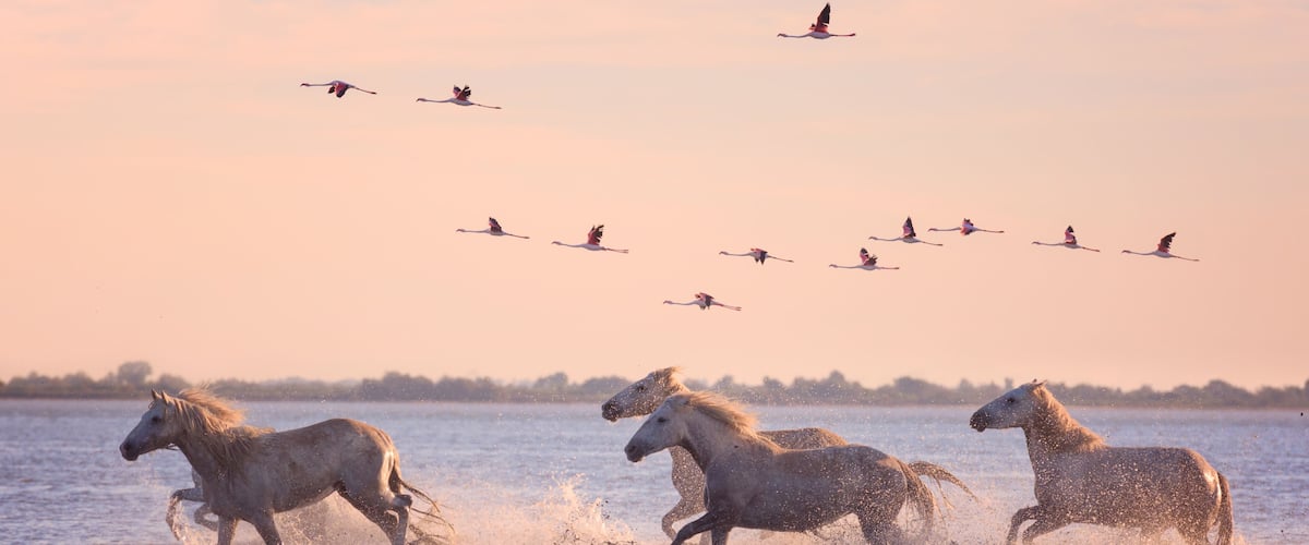 Beautiful white horses running on the water against the background of flying flamingos at soft sunset light, Parc Regional de Camargue, Bouches-du-rhone, Provence - Alpes - Cote d'Azur, south France