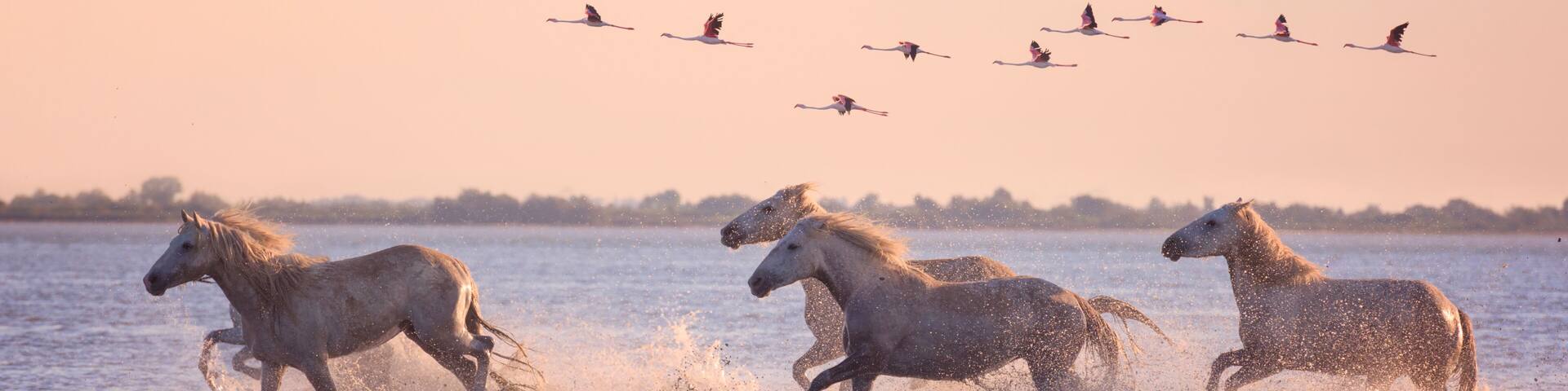 Beautiful white horses running on the water against the background of flying flamingos at soft sunset light, Parc Regional de Camargue, Bouches-du-rhone, Provence - Alpes - Cote d'Azur, south France