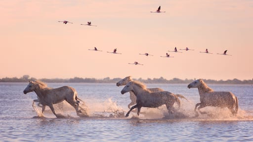 Beautiful white horses running on the water against the background of flying flamingos at soft sunset light, Parc Regional de Camargue, Bouches-du-rhone, Provence - Alpes - Cote d'Azur, south France