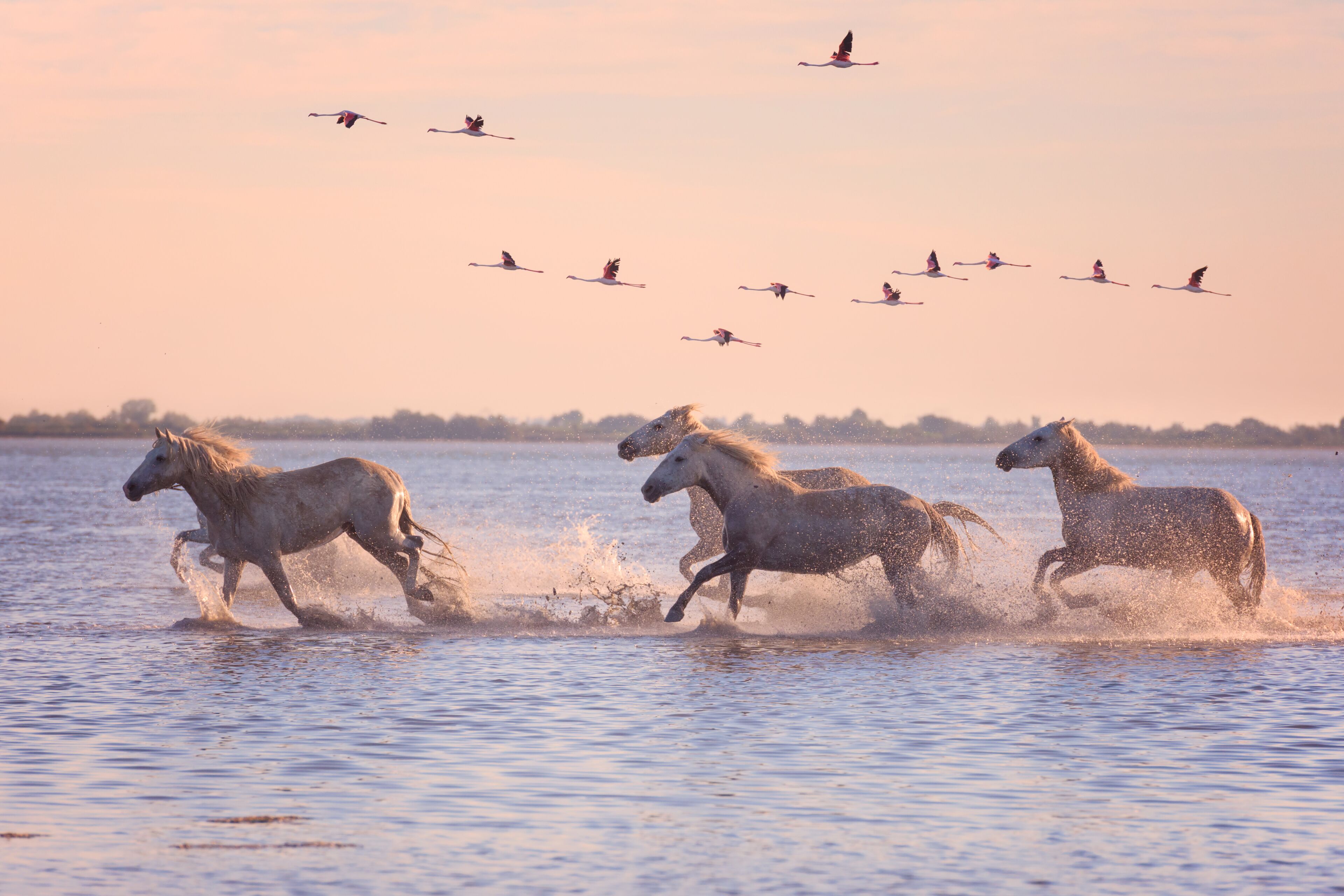 Horses running through water with birds flying overhead.