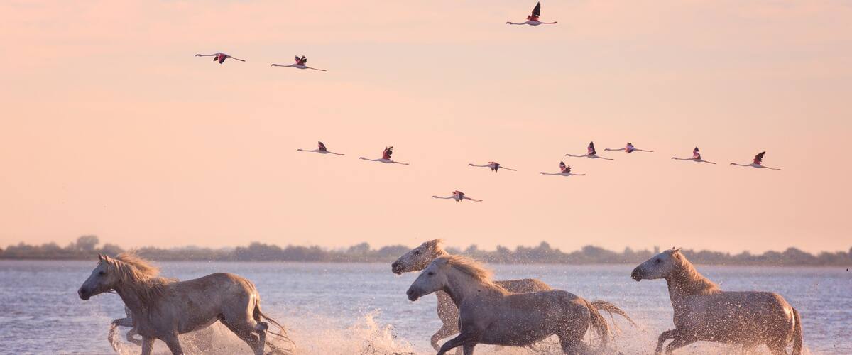Horses running through water with birds flying overhead.