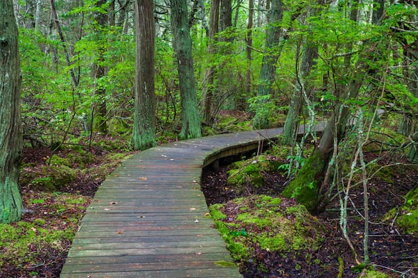 Boardwalk on The Atlantic White Cedar Swamp Trail, Cape Cod National Seashore, Massachusetts, USA