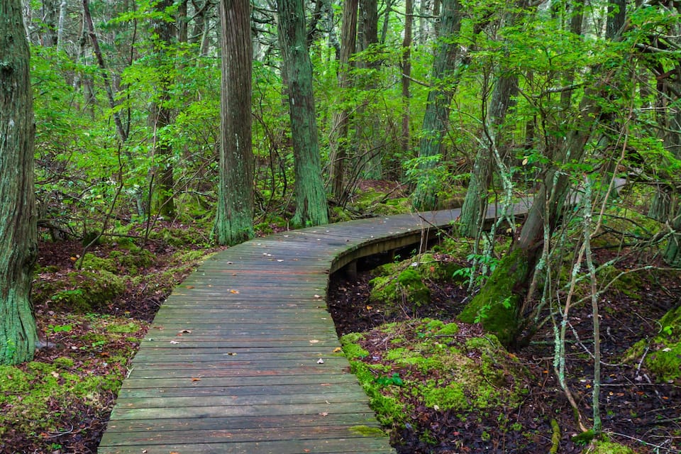 Ein hölzerner Gehweg schlängelt sich durch einen dichten Wald mit hohen Bäumen und moosbedecktem Boden.