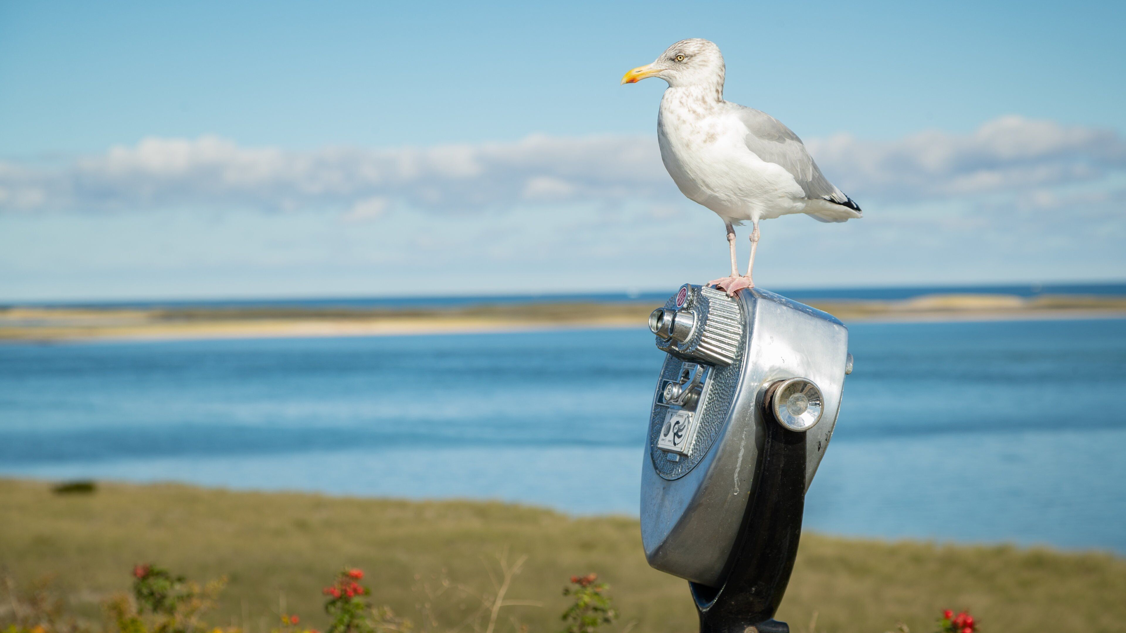 Chatham Lighthouse Beach