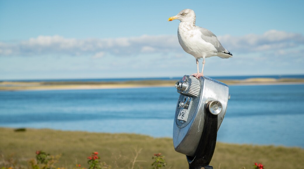 Chatham Lighthouse Beach