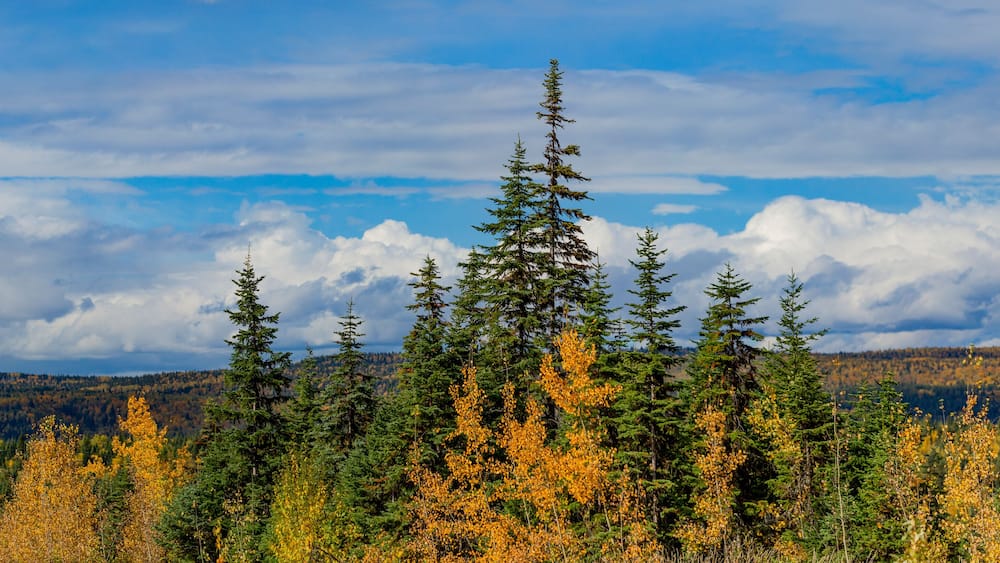 Autumn colours on a vast forested landscape in British Columbia along Highway 97; British Columbia, Canada