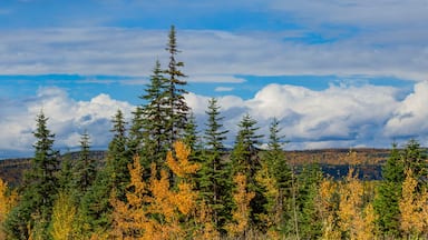 Autumn colours on a vast forested landscape in British Columbia along Highway 97; British Columbia, Canada