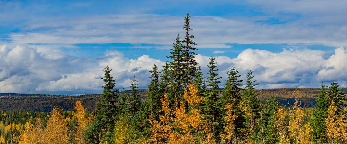 A forest with tall evergreen trees and yellow autumn leaves.