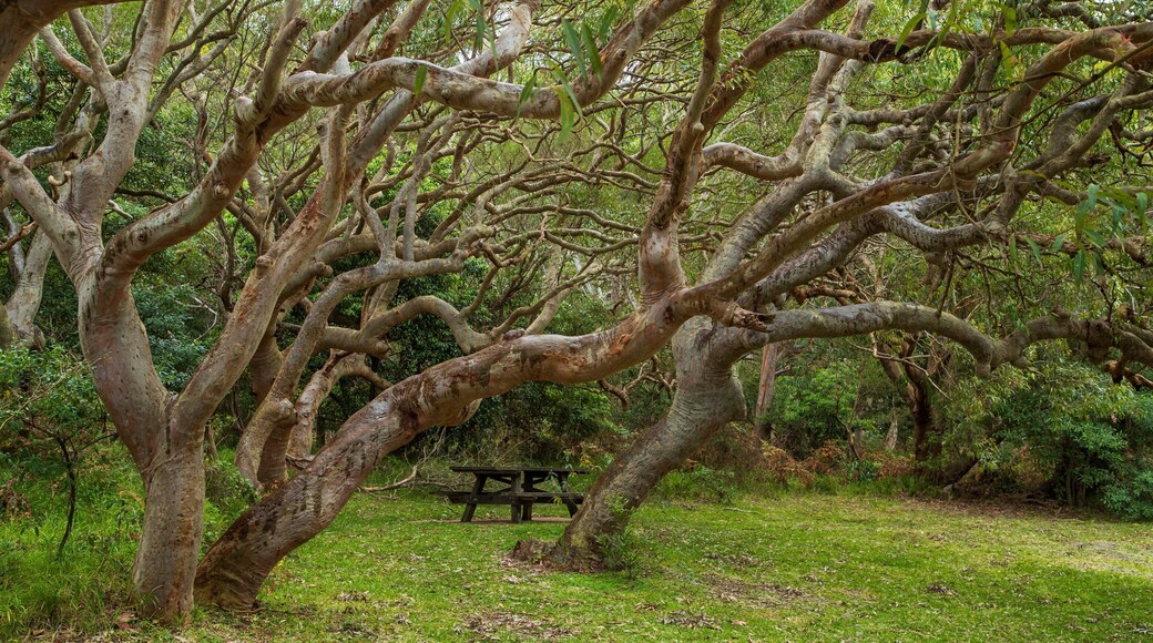 Tomaree National Park featuring a park