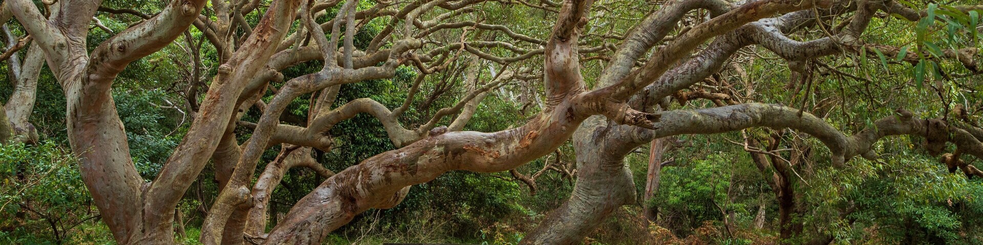 Tomaree National Park featuring a park