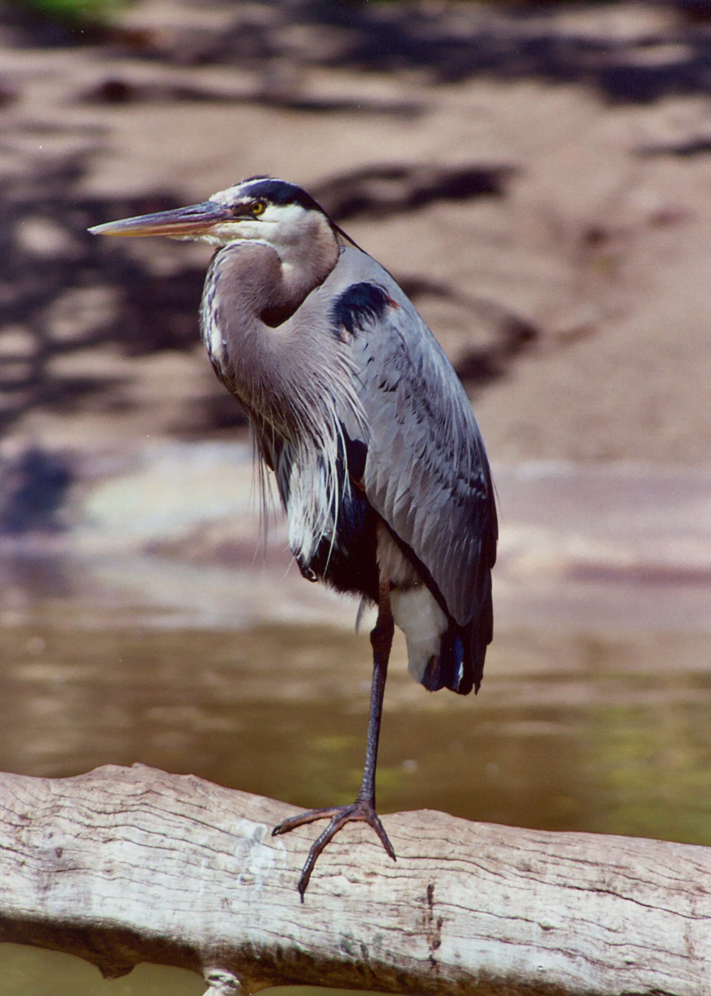 Great Blue Heron one riverbank.