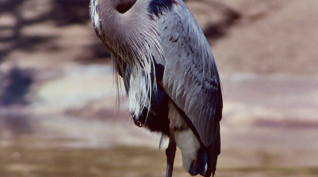 Great Blue Heron one riverbank.