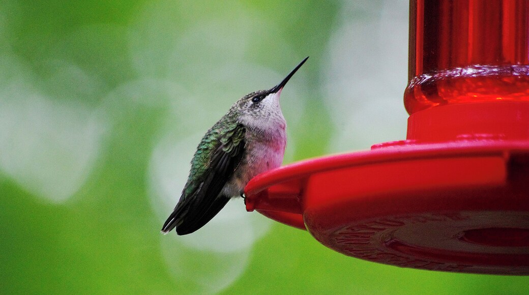 This guy had loaded up one so much nectar he could hardly take-off!